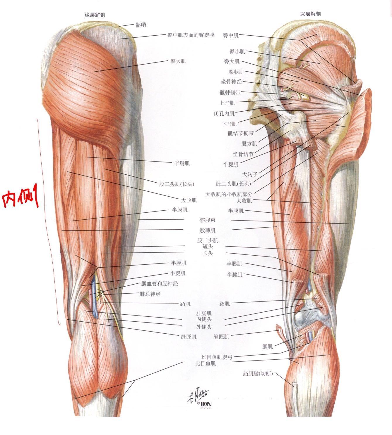 大腿肌腱图图片