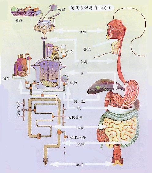 食物在身体消化流程图图片