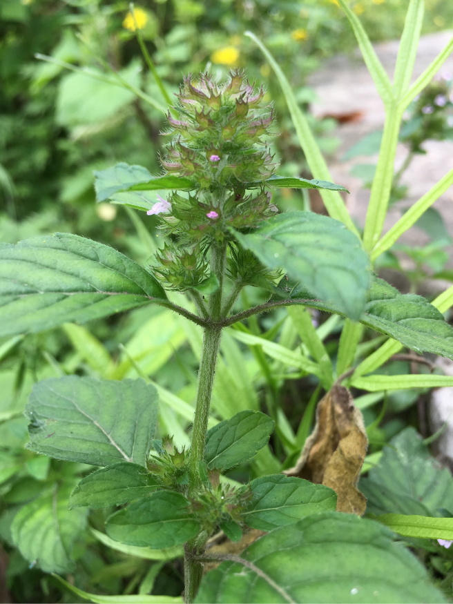 请问这是什么植物五一在植物园拍的