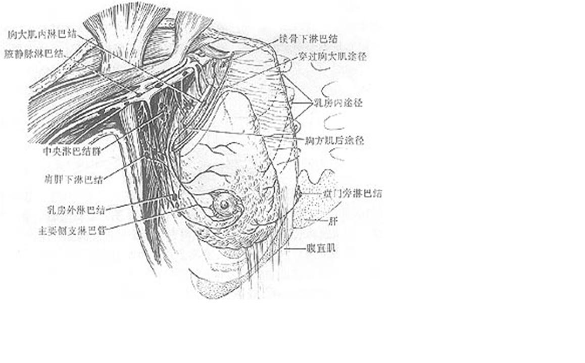 乳房的淋巴引流图片图片