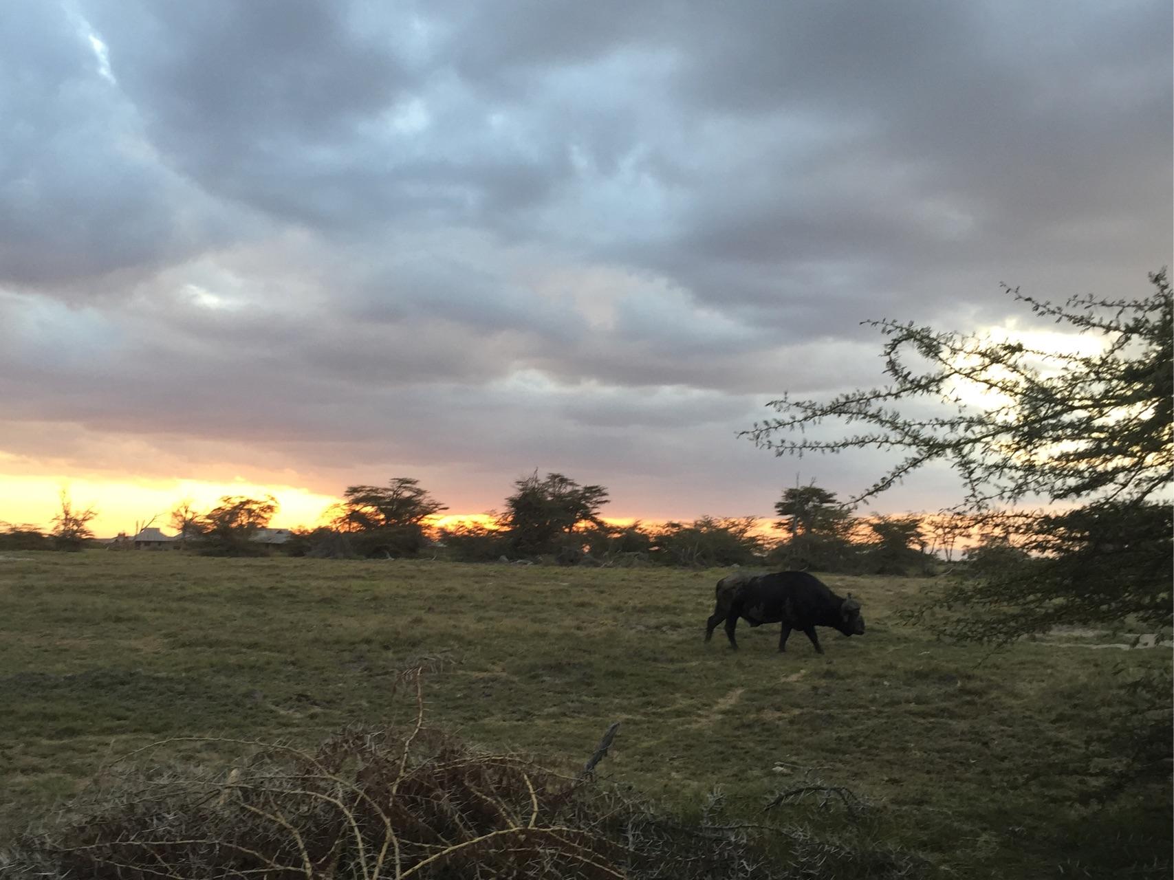 去肯尼亚旅行是一种什么体验?
