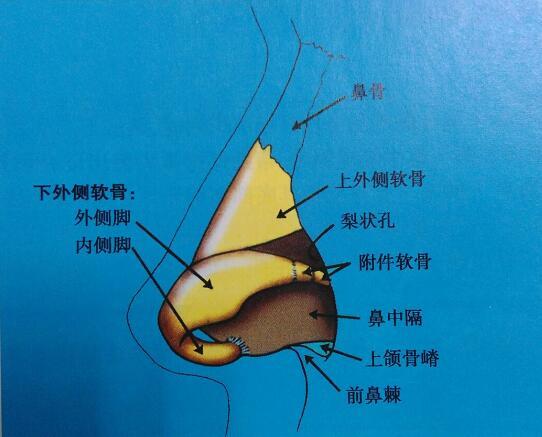 鼻子塌的女孩怎样由丑变美? - 知乎