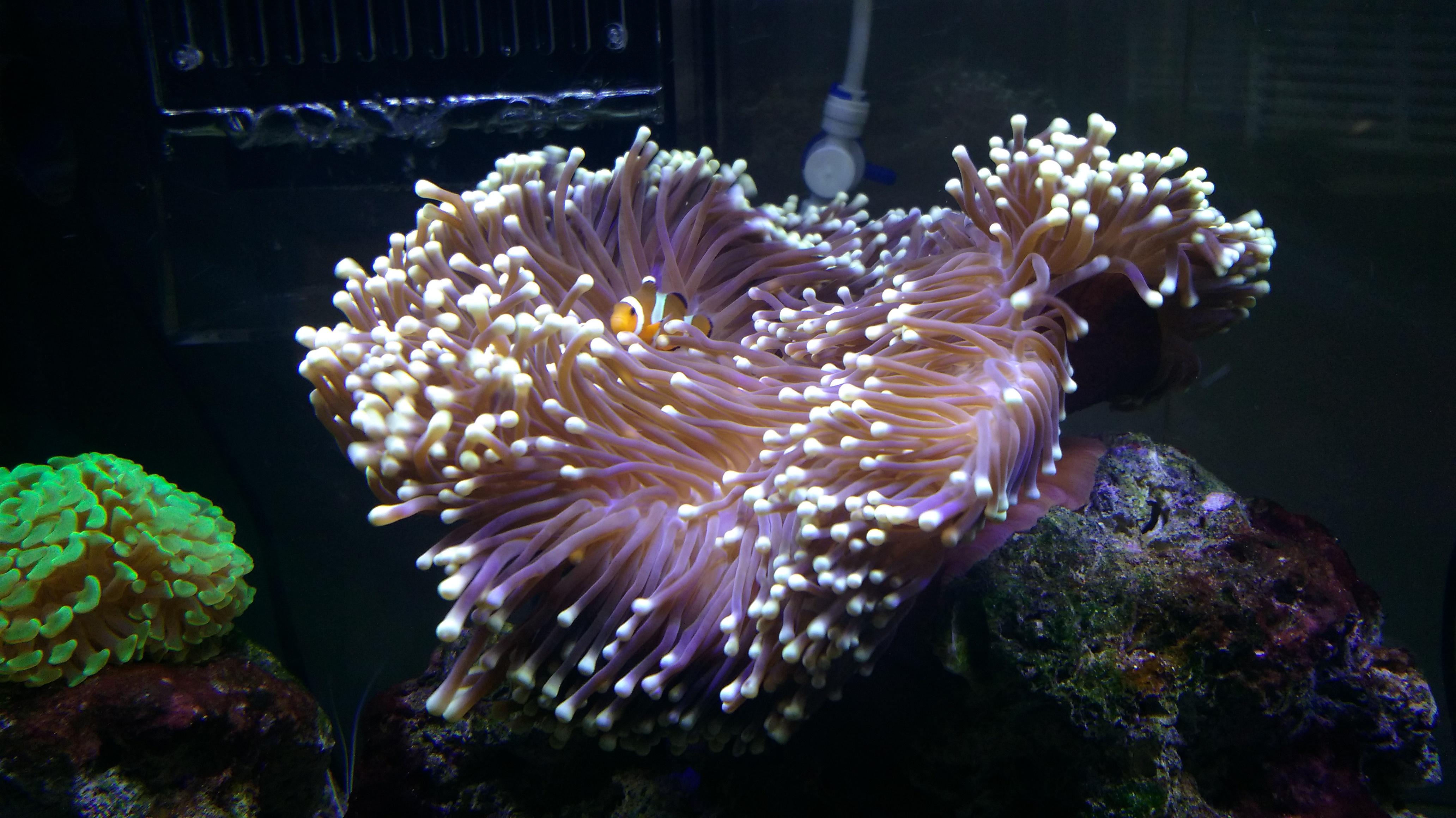 怎么养海葵? - 知乎