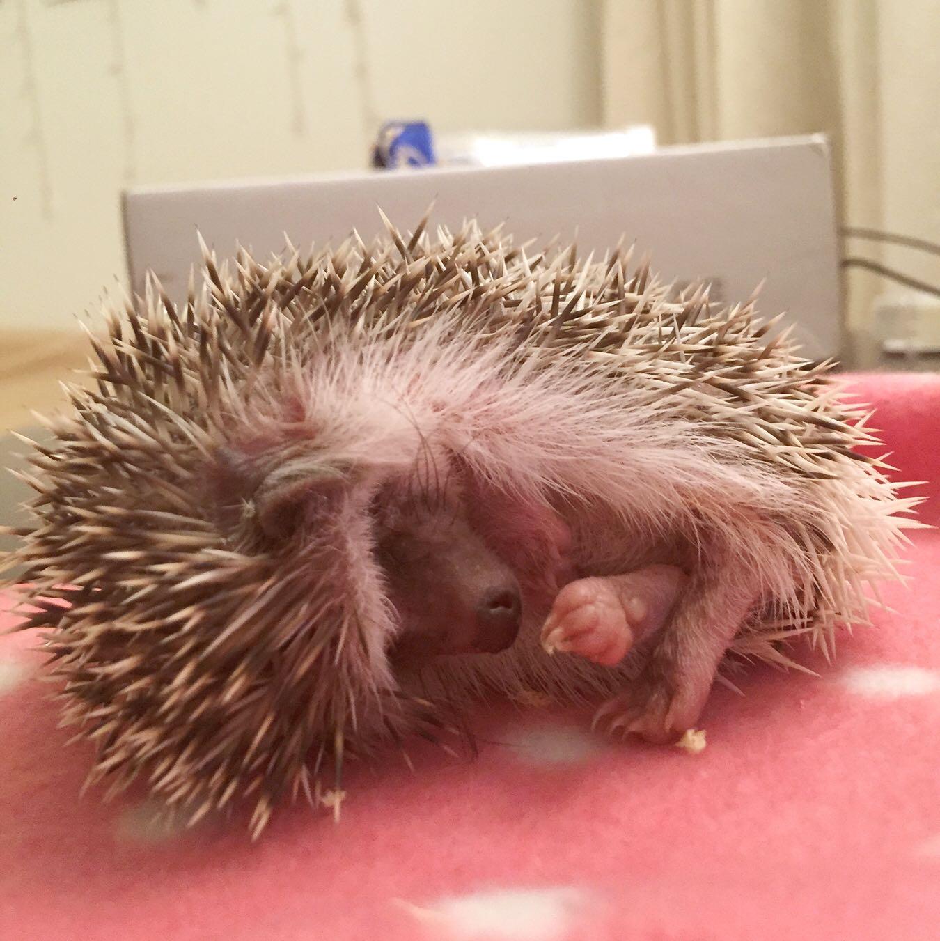 养刺猬是一个怎样的体验