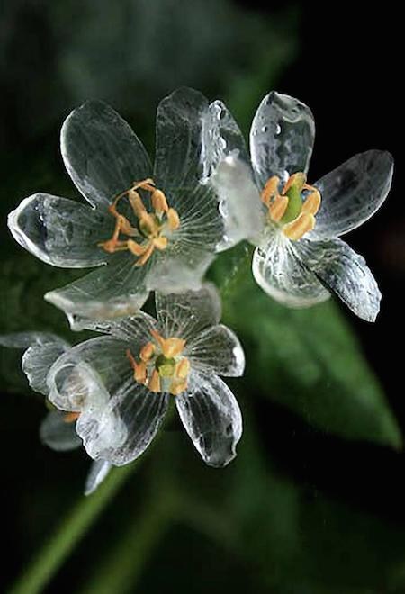 「日本山荷叶，在淋雨之后花瓣变成透明的」是真的吗？ - 知乎