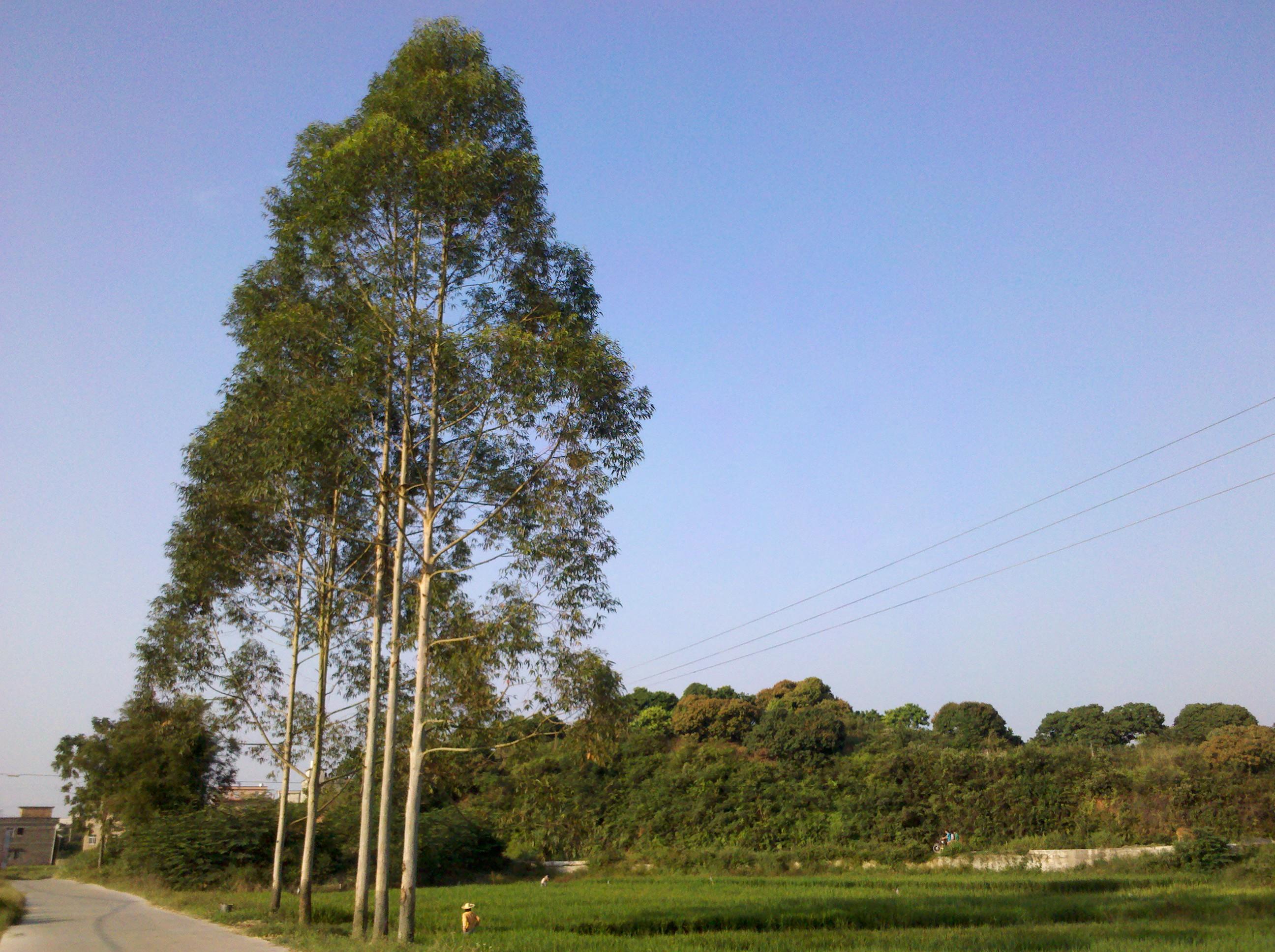 速丰桉是否会破坏环境