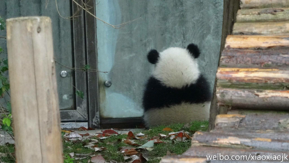 你有哪些熊猫背影的萌图