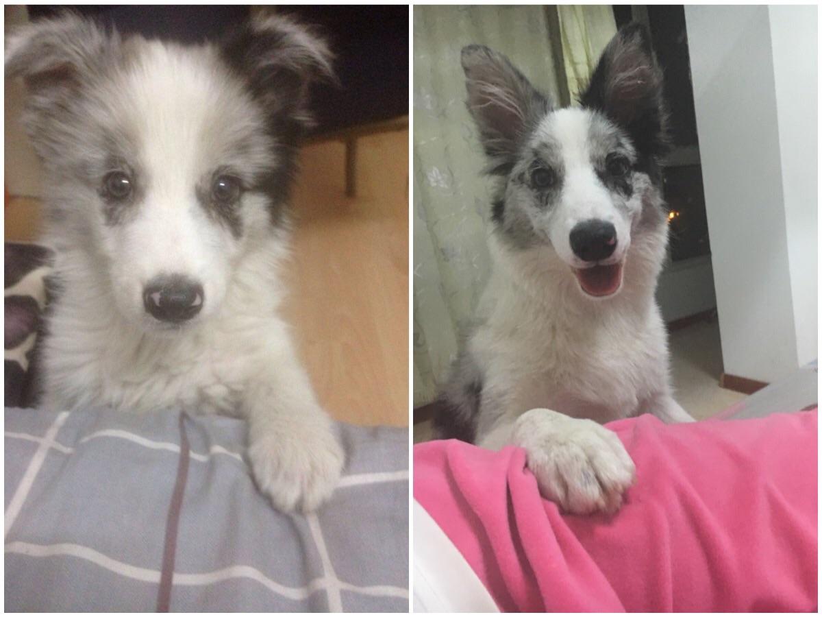 求问这只狗长大后会变成啥样