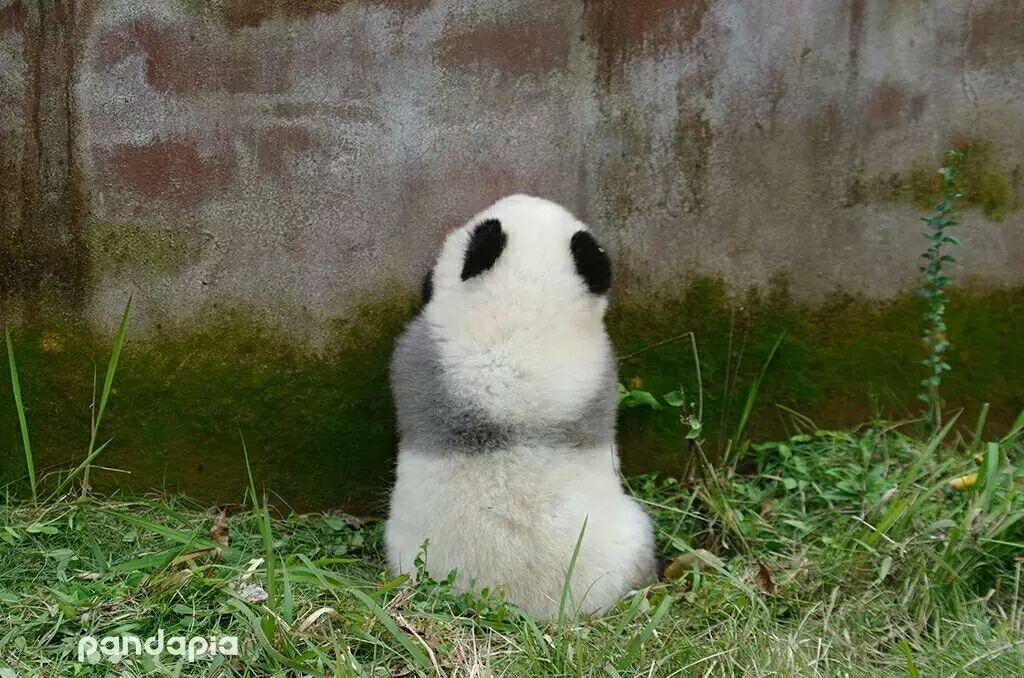 你有哪些熊猫 背影的萌图? - 知乎