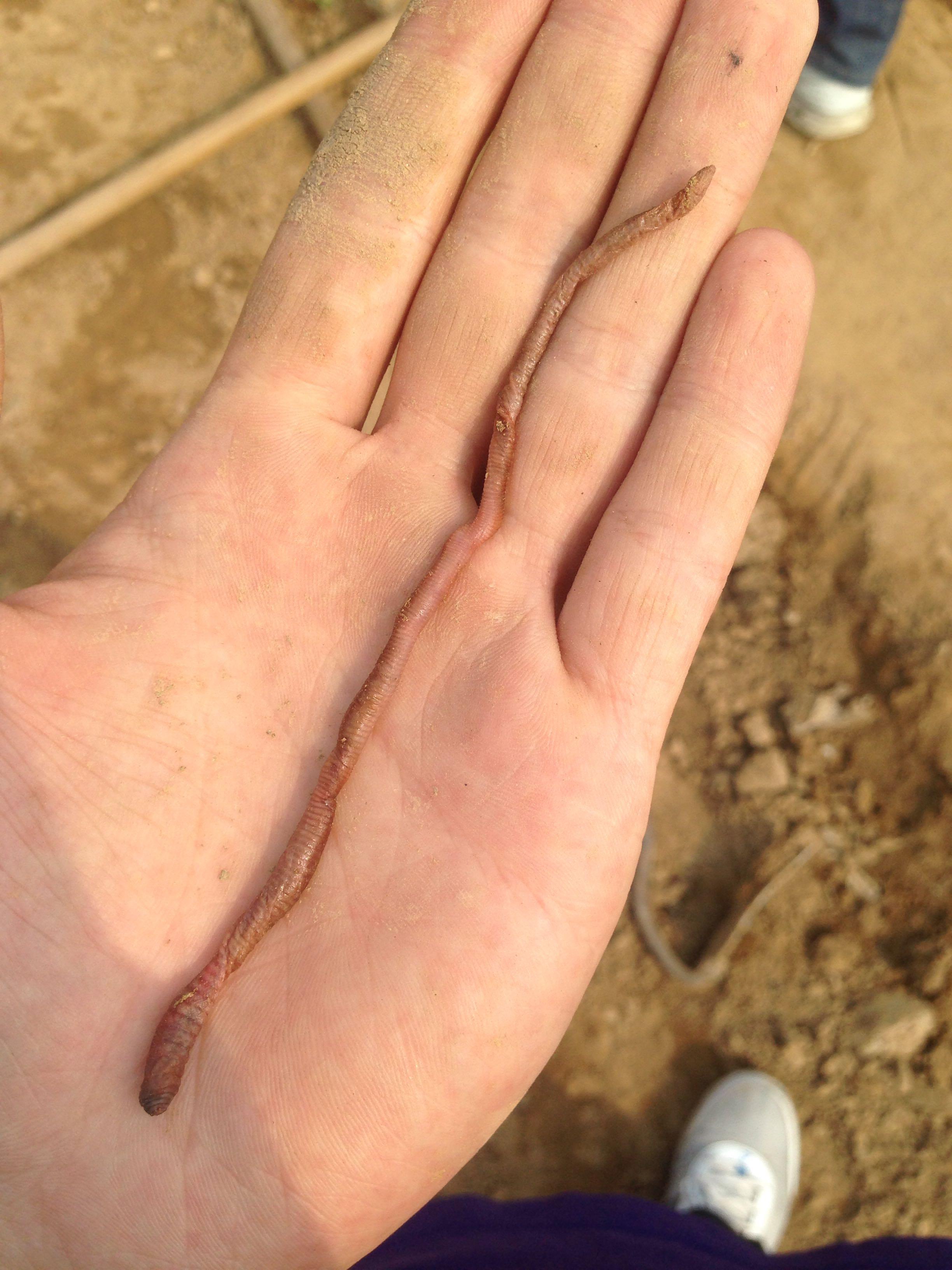 蚯蚓打结会怎样