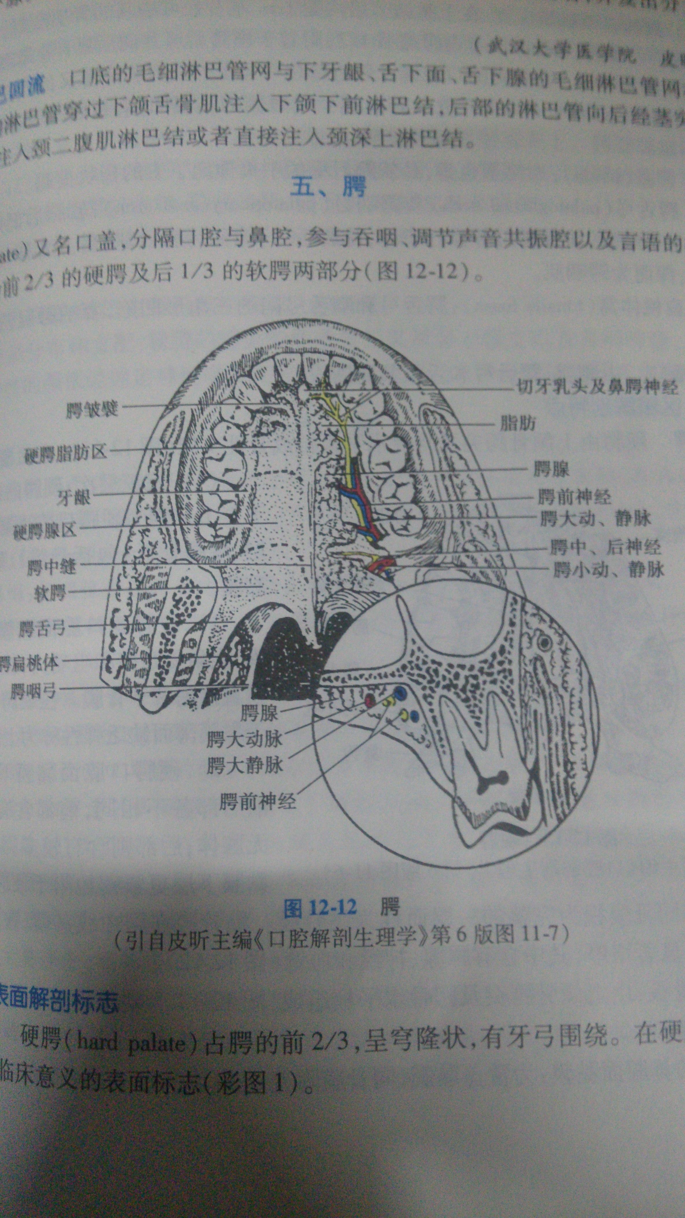 腭腺图片