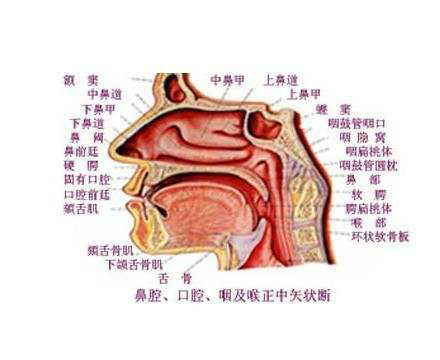 喉咙图解图片