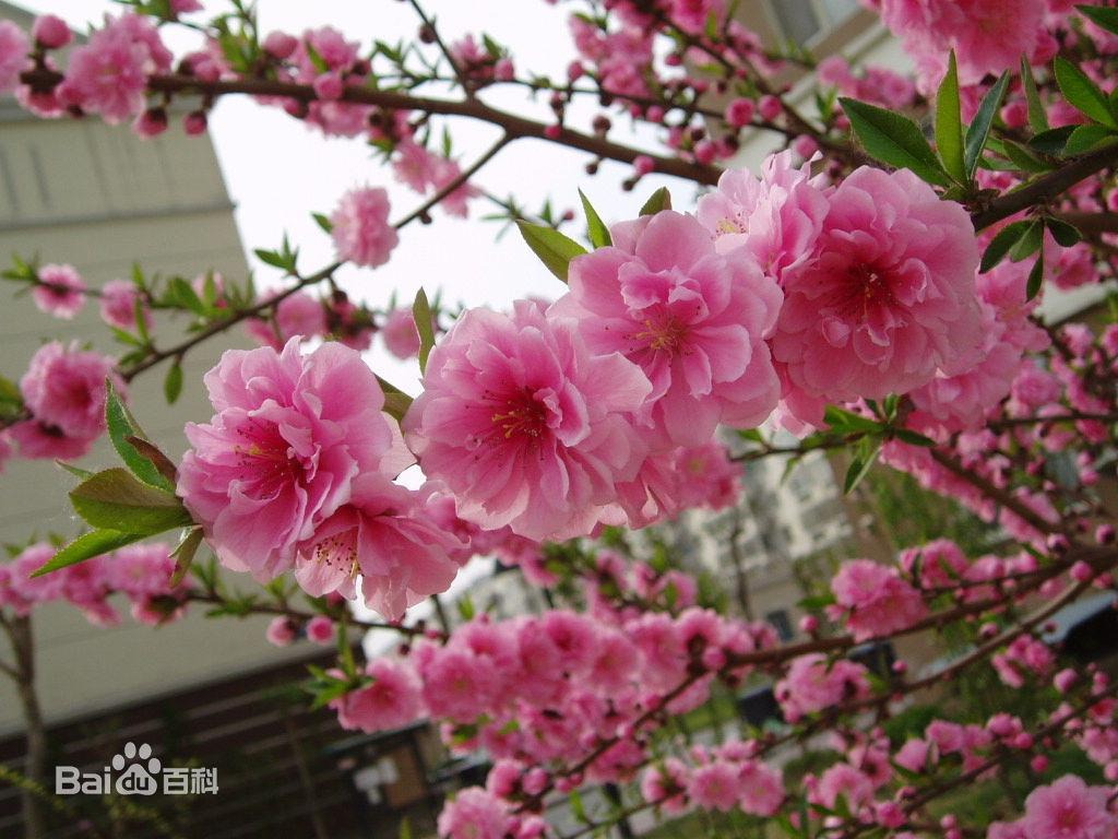 日本晚樱图片_风景花卉的日本晚樱图片大全 - 花卉网
