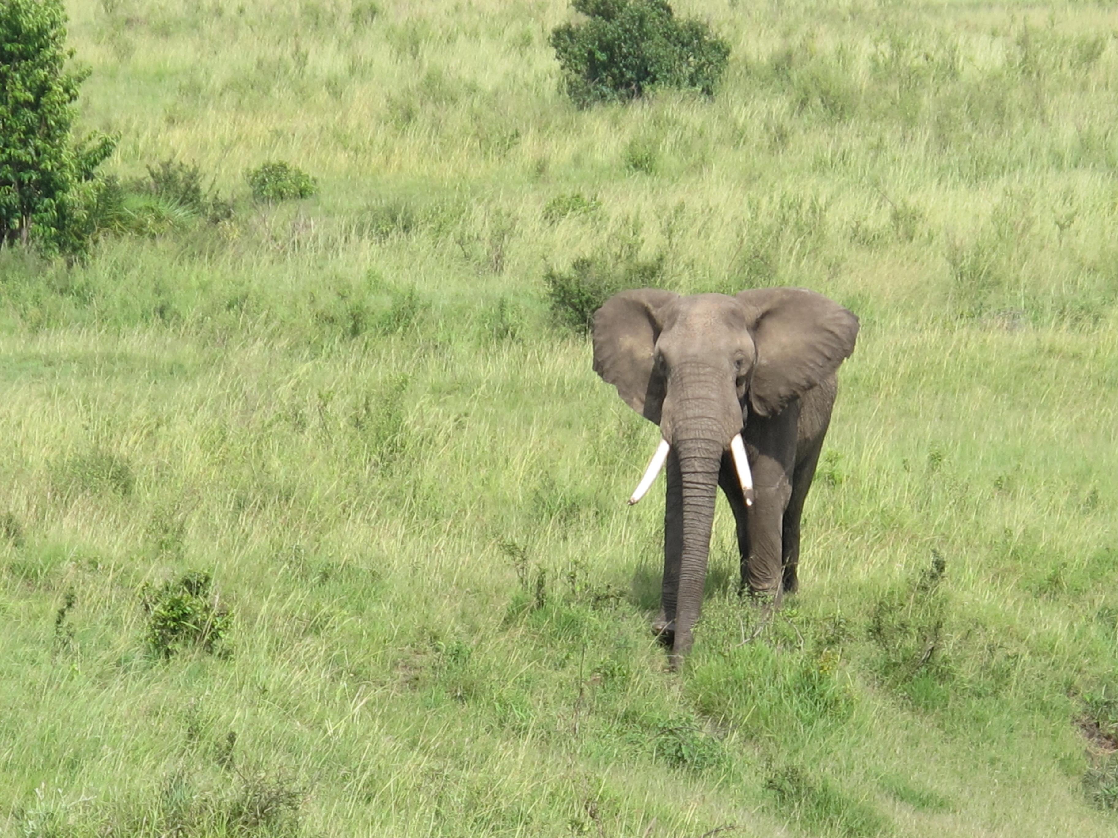 到非洲旅行带 8 岁小朋友同行有哪些需要注意的事项?