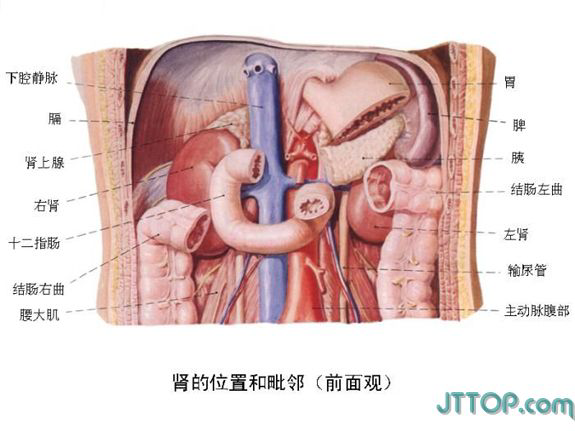腹腔内脏分布图画图片