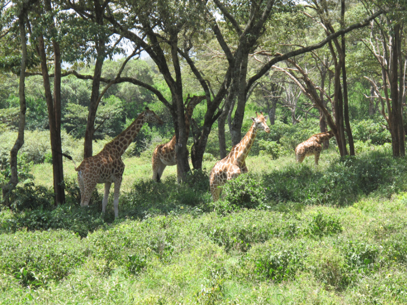 到非洲旅行带 8 岁小朋友同行有哪些需要注意的事项?
