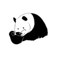 Zhihu profile picture for @peacock