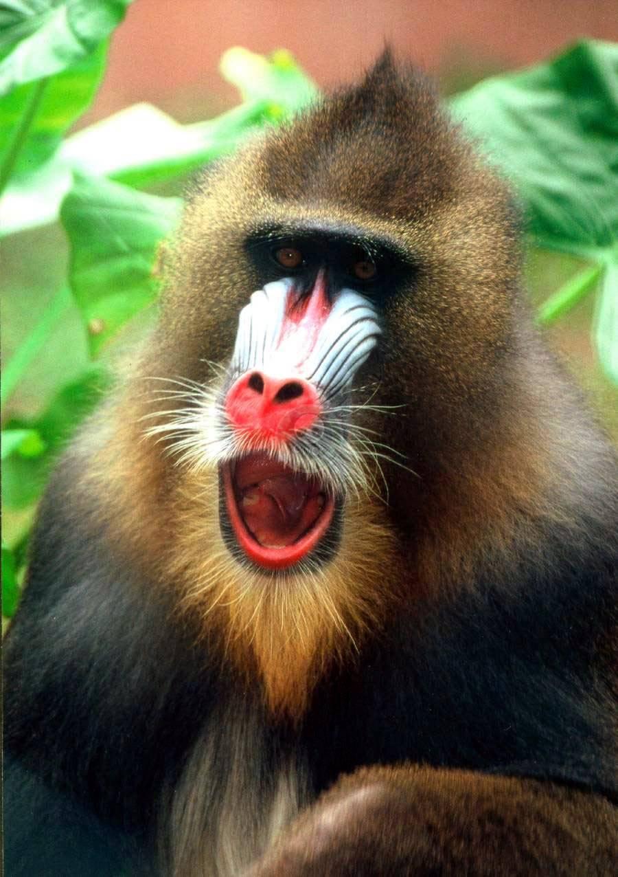 狮子王里的拉菲奇是猴,狒狒还是山魈?