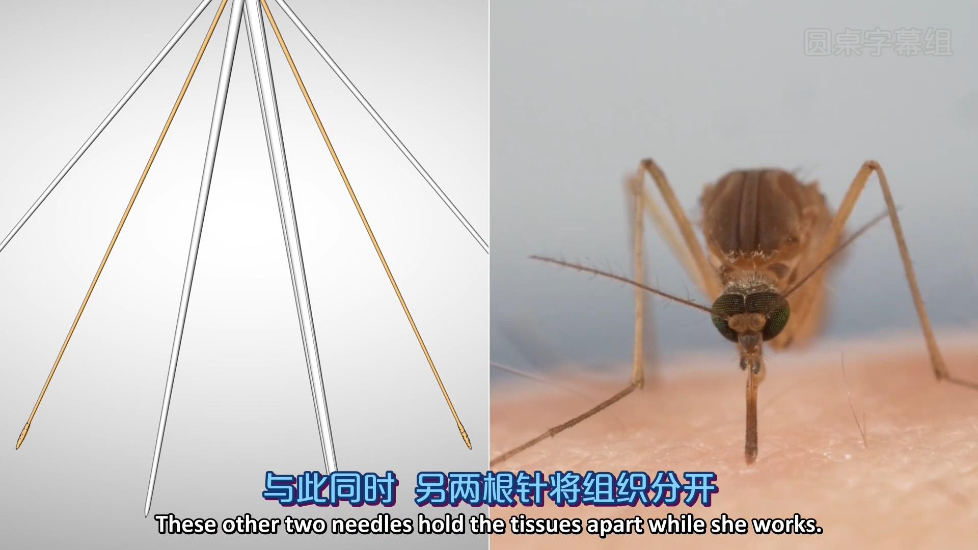 为什么蚊子的嘴不是很坚硬但是可以刺进人的皮肤