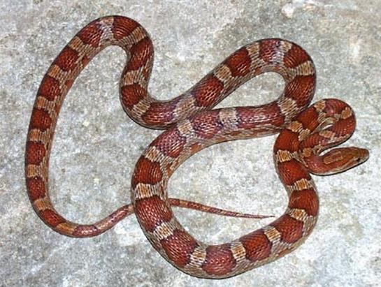 养蜘蛛蛇的人心里是什么感觉