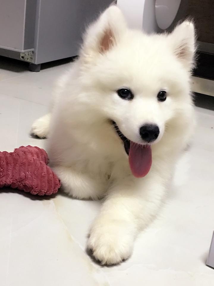 萨摩耶两个月大纯不纯呀买了2800啊会不会买贵了