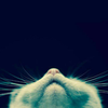 user-profile-image