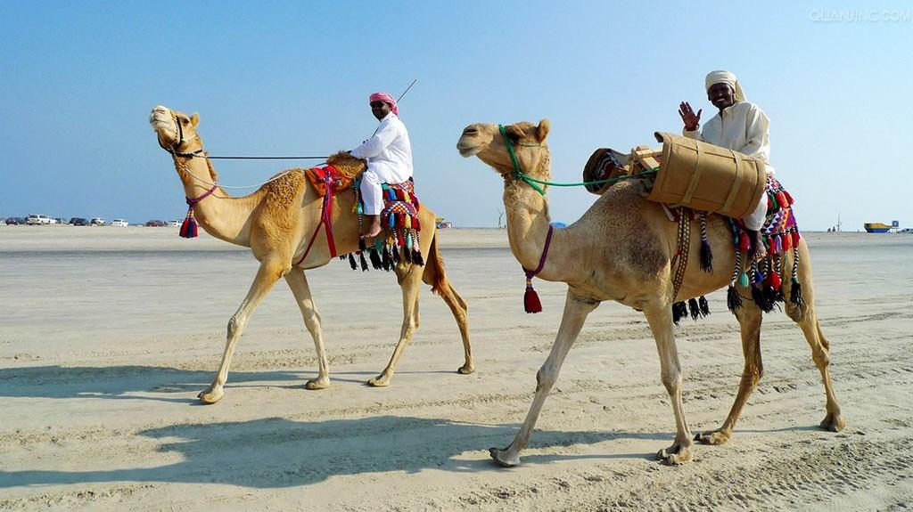 单峰骆驼怎么骑?