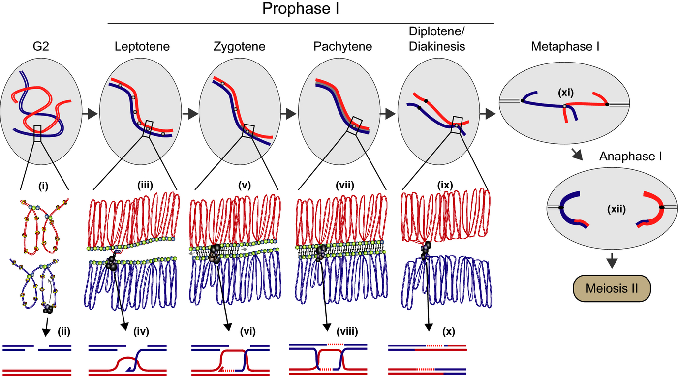 减数分裂中交叉互换的有什么意义? - 知乎