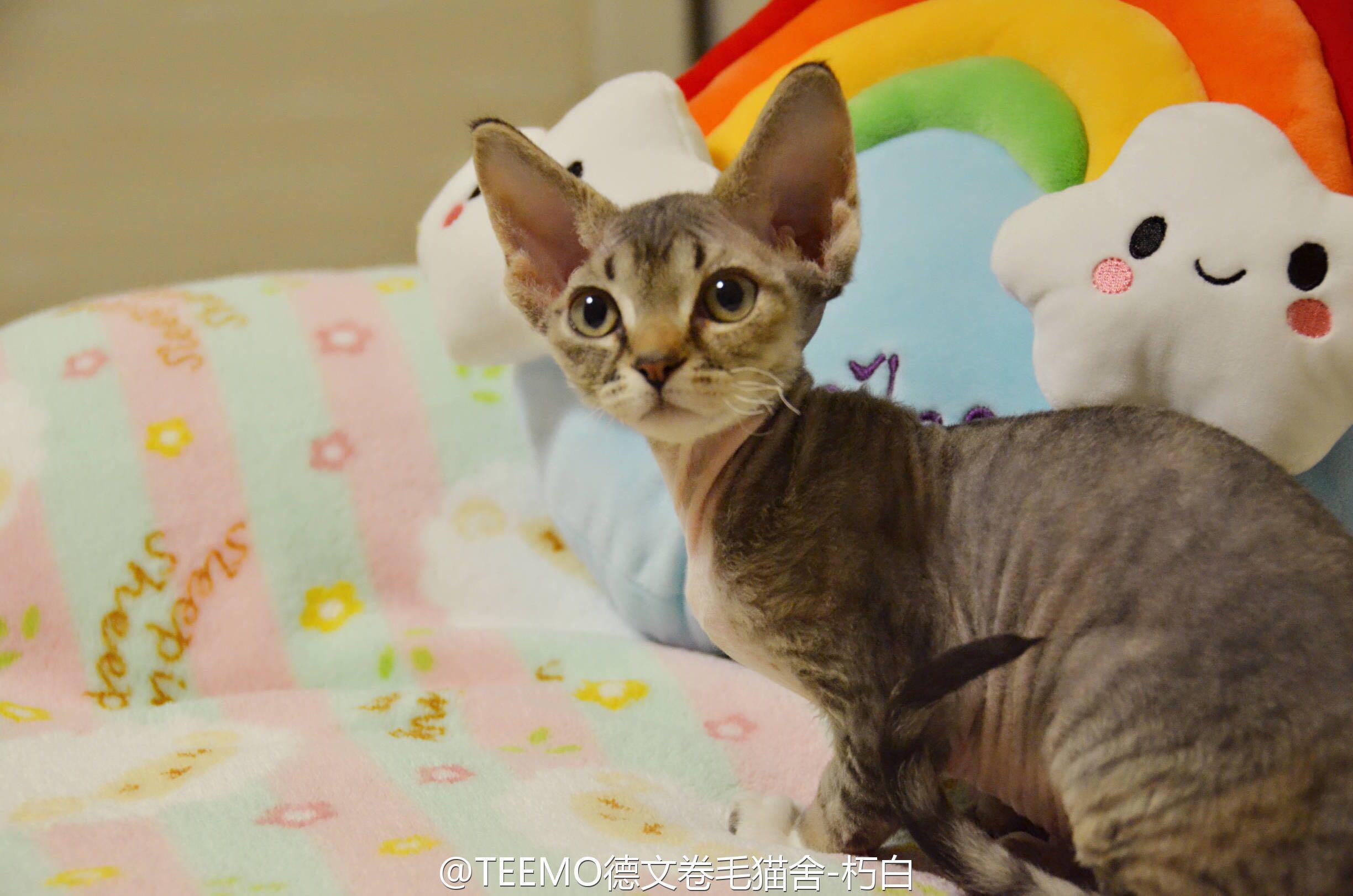 有哪些大耳朵的猫品种?