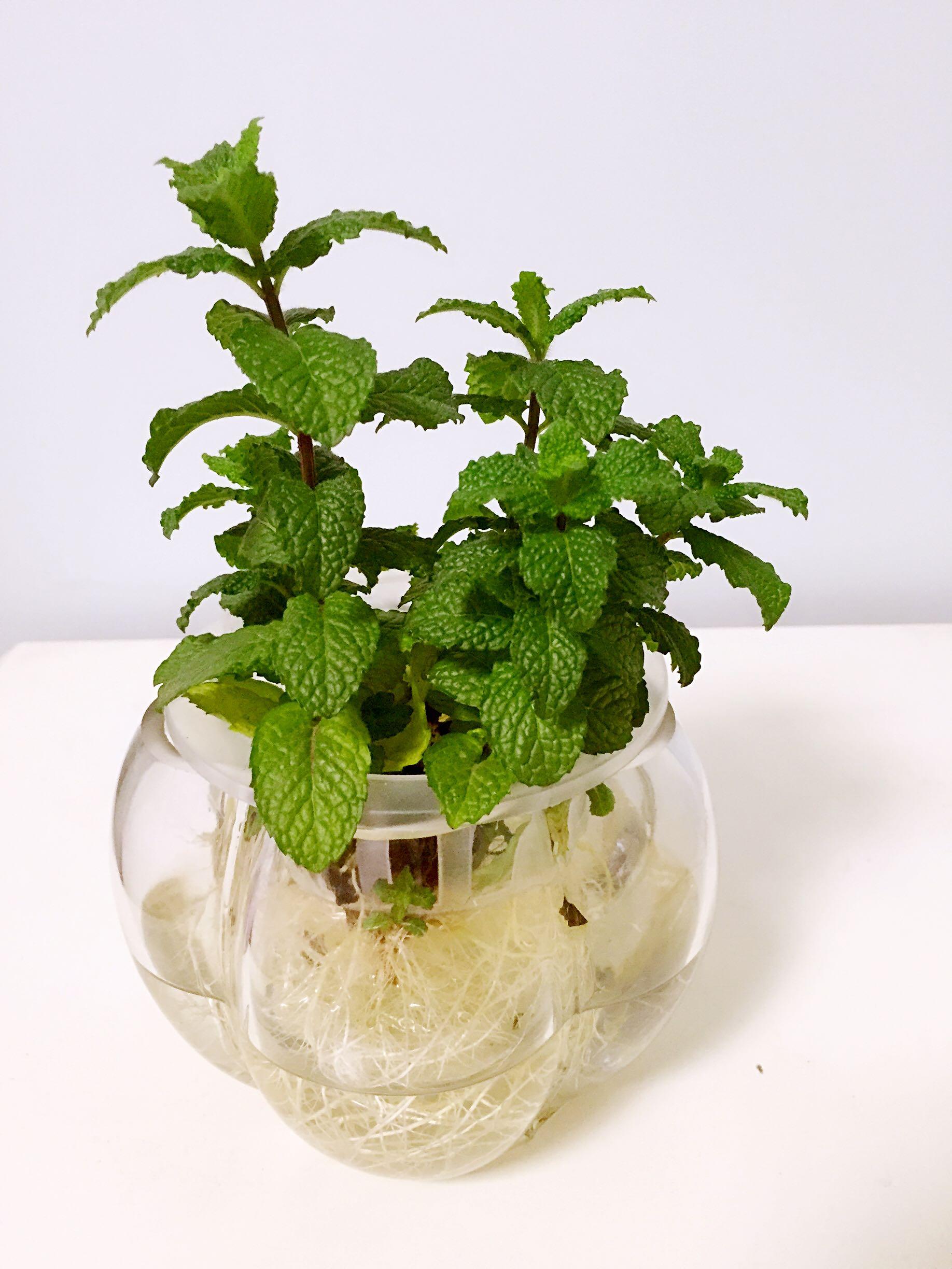 大家都养什么水培植物? - 知乎