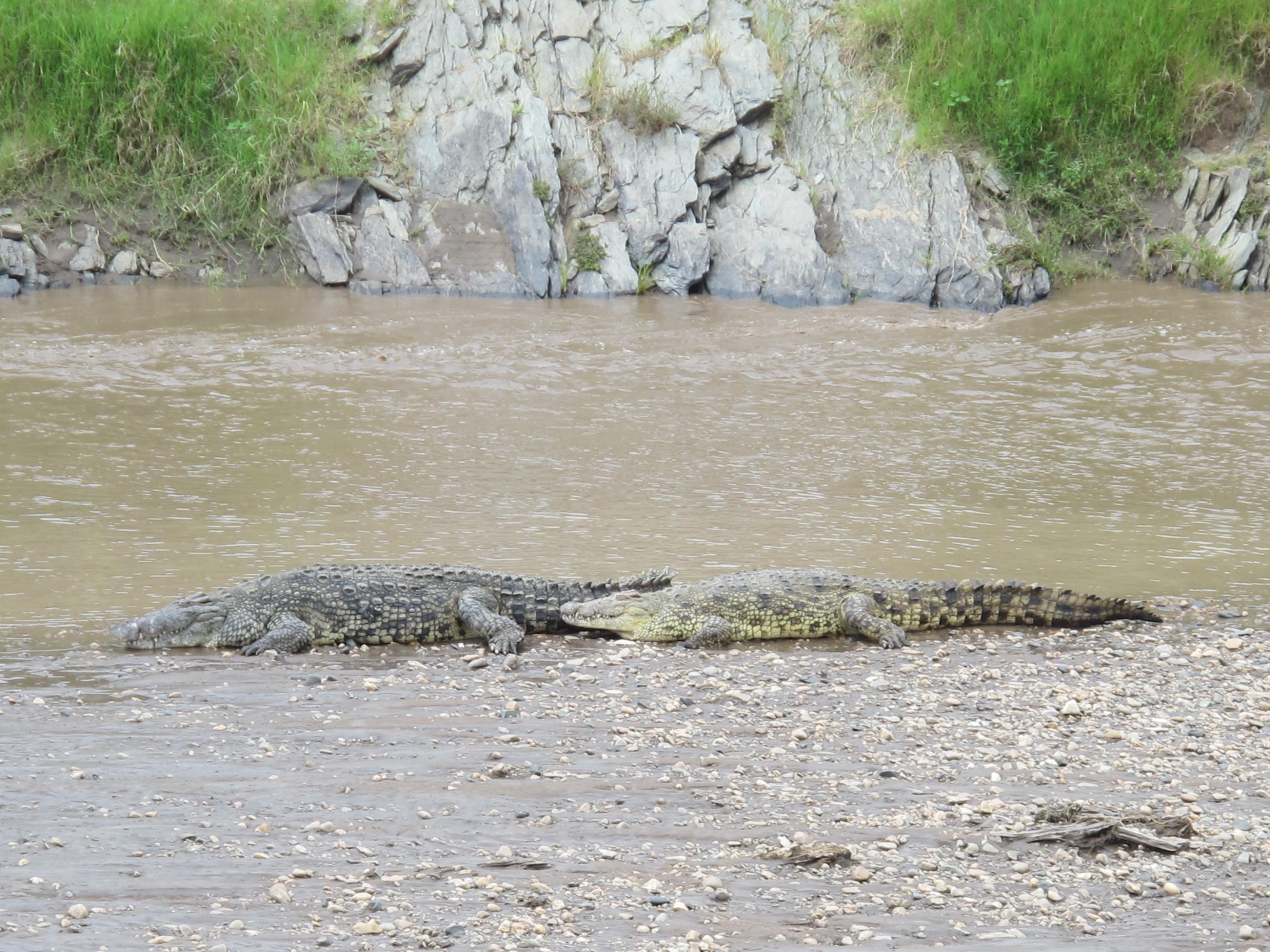 到非洲旅行带 8 岁小朋友同行有哪些需要注意的事项?