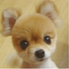 赵晓鸣