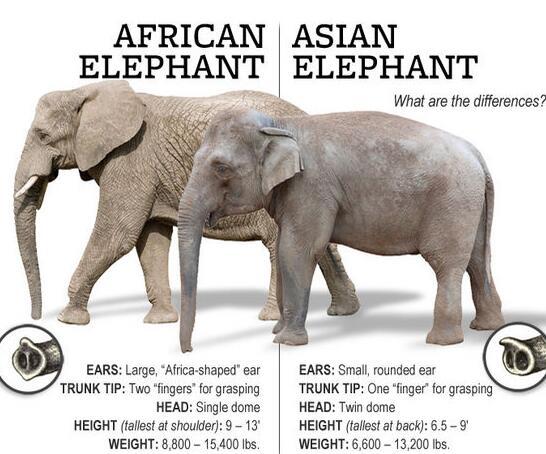 亚洲象与非洲象有什么区别