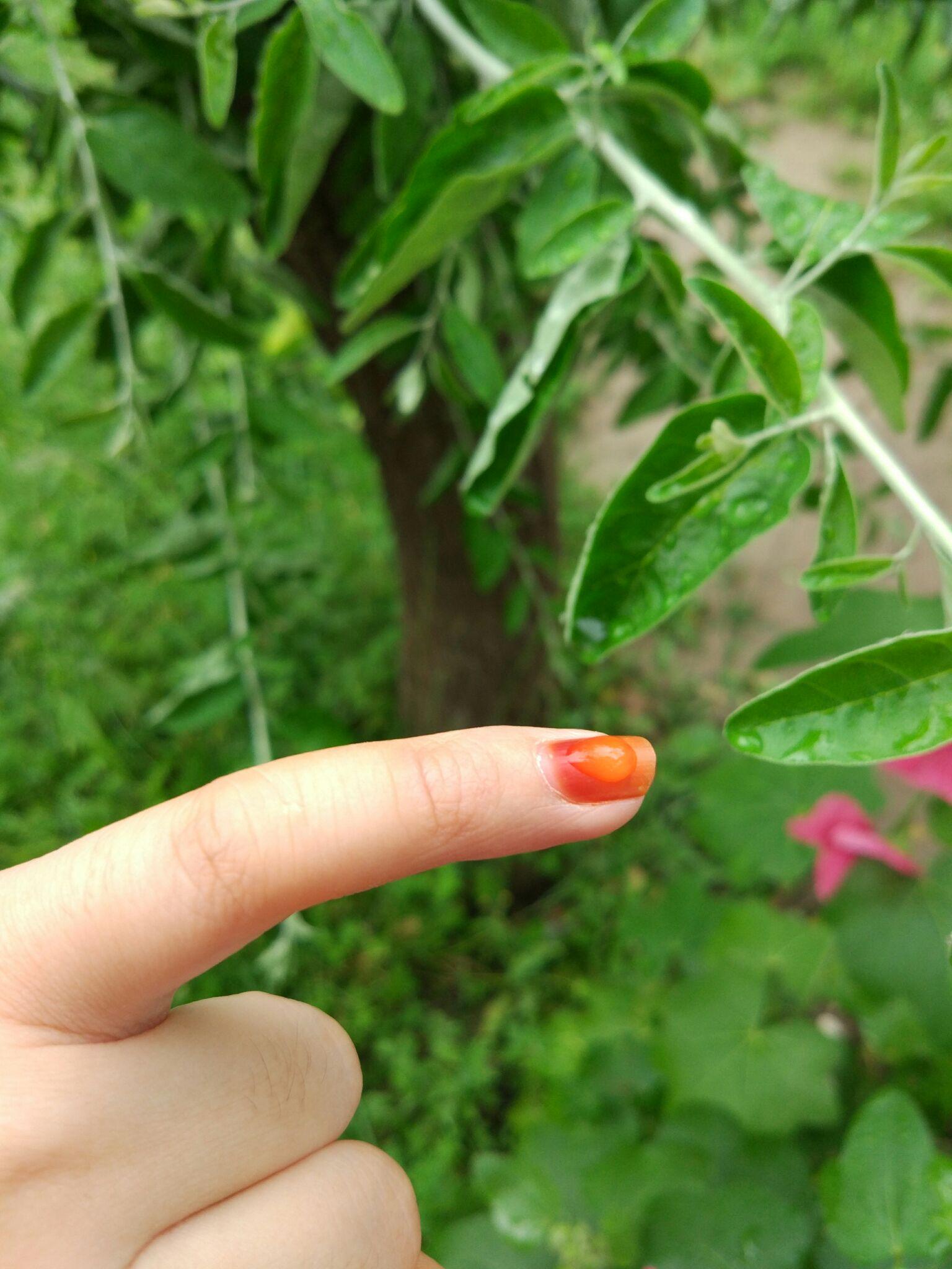 凤仙花染指甲是种什么体验?