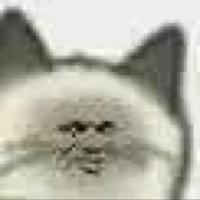 Zhihu profile picture for @scampi