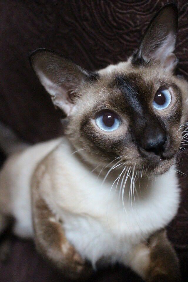 暹罗猫越长越黑,是什么原因?