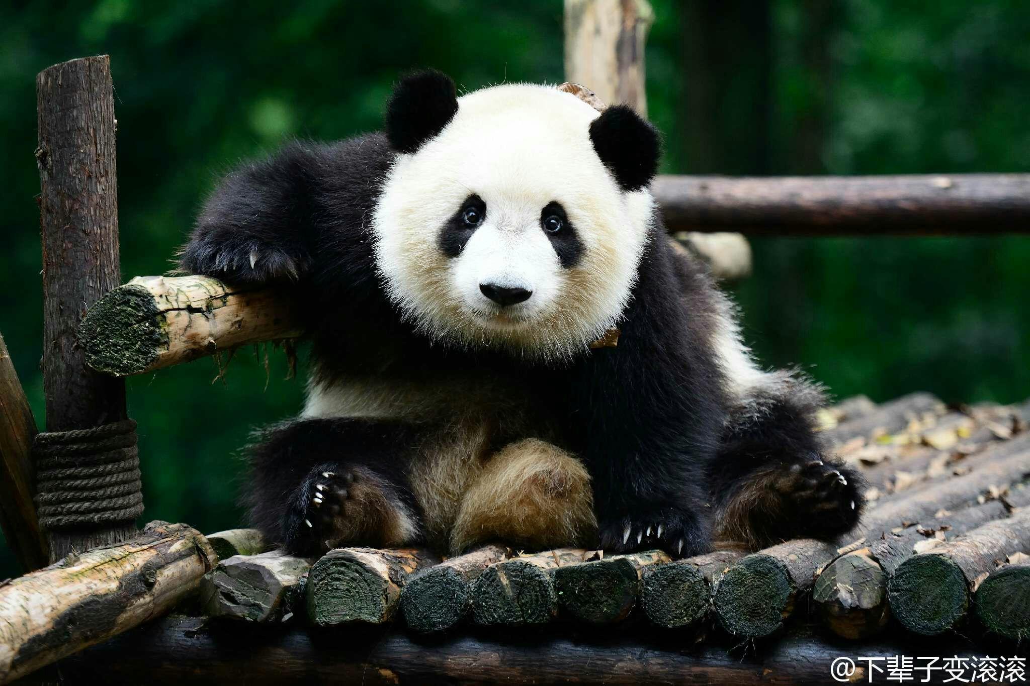 你有哪些收藏来反复看的大熊猫 (giant panda) 的图片? - 知乎