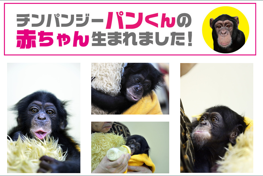 想知道日本猩猩小庞的近况