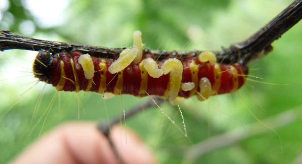 寄生蜂幼虫可以控制宿主吗?可以的话原理是什么? - 知乎