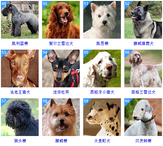 宠物狗品种名字 中型图片