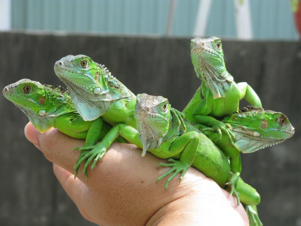 哪些爬行动物适合当宠物饲养? - 知乎