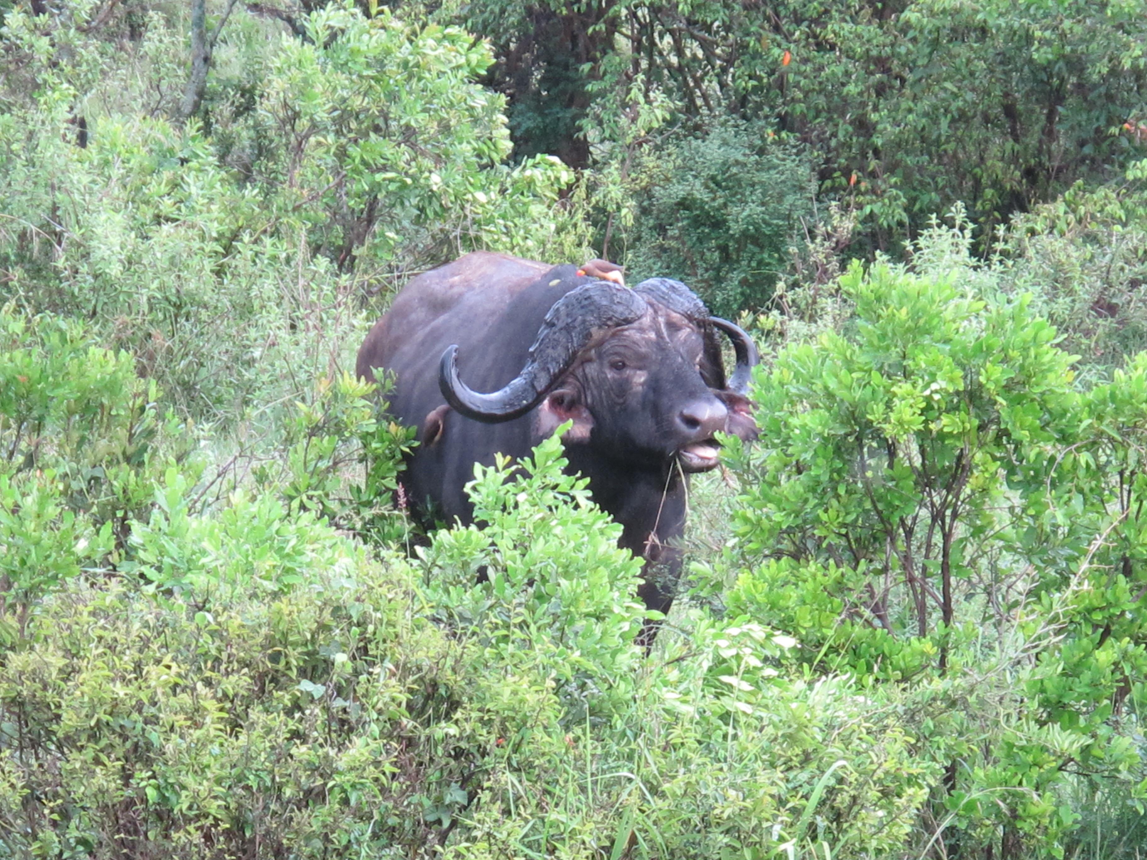 到非洲旅行带 8 岁小朋友同行有哪些需要注意的事项?