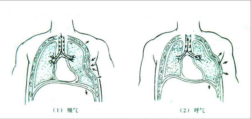 为什么连枷胸会出现纵隔扑动