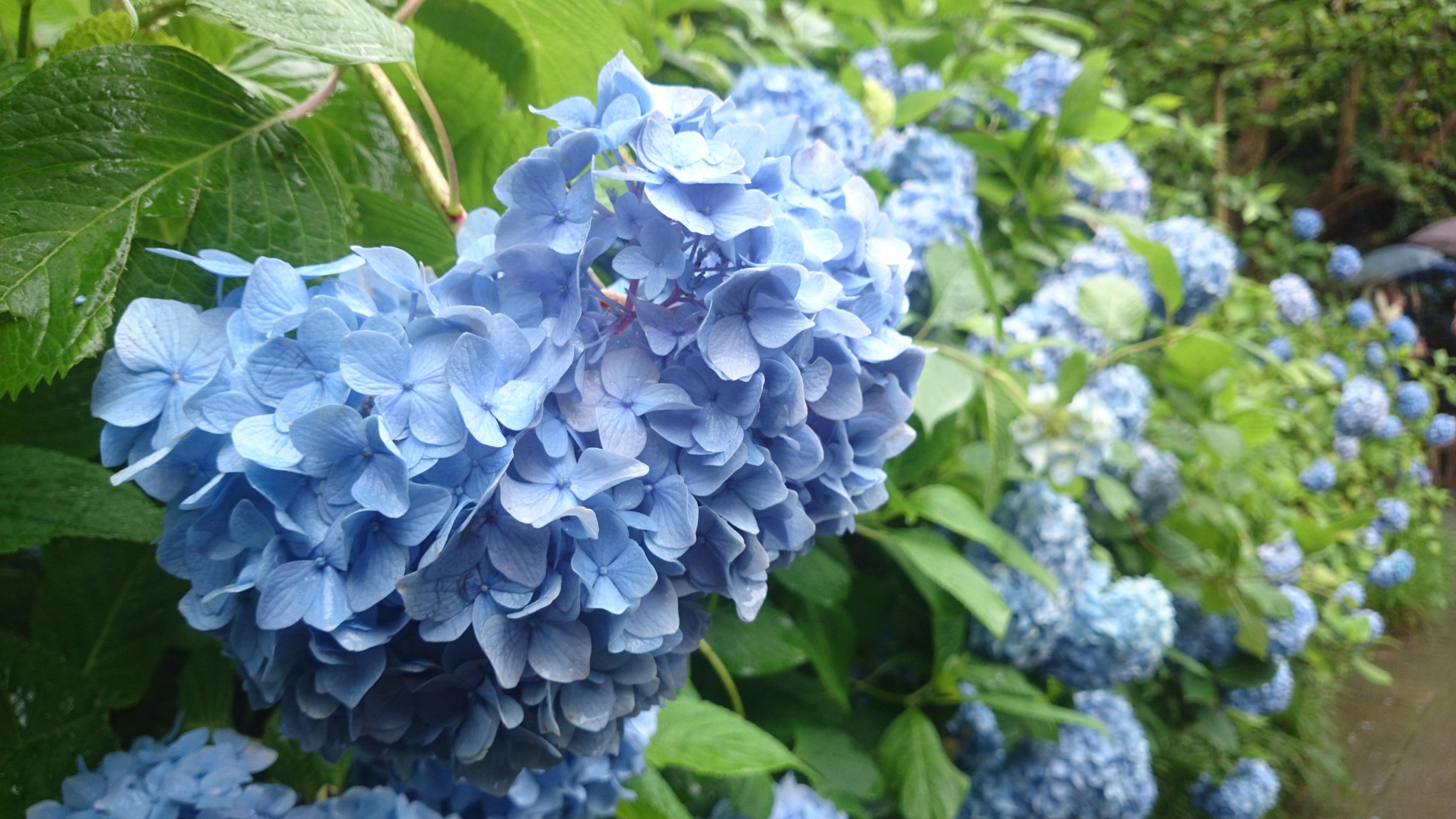 去日本哪里看绣球花最好