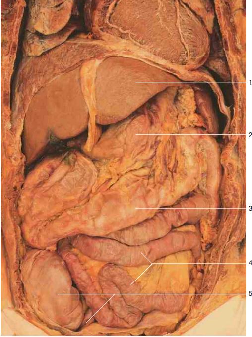 直肠子的人是否生理上也是直肠子