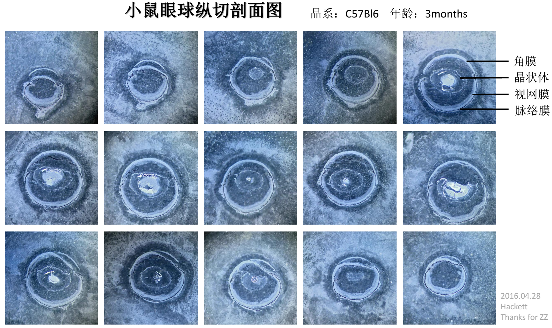 求問小鼠眼球的結構有剖面圖最好還有和人眼球有什麼區別求大神解答