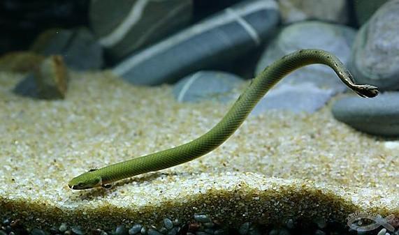 有哪些奇怪的淡水鱼