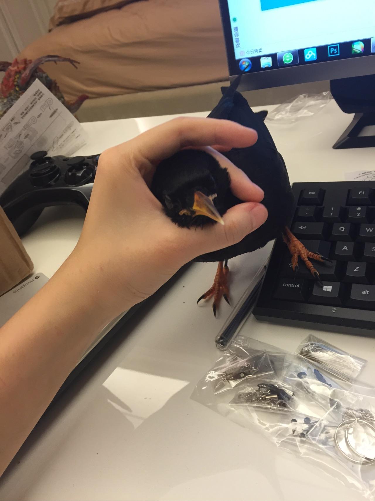 如何养一只宠物乌鸦