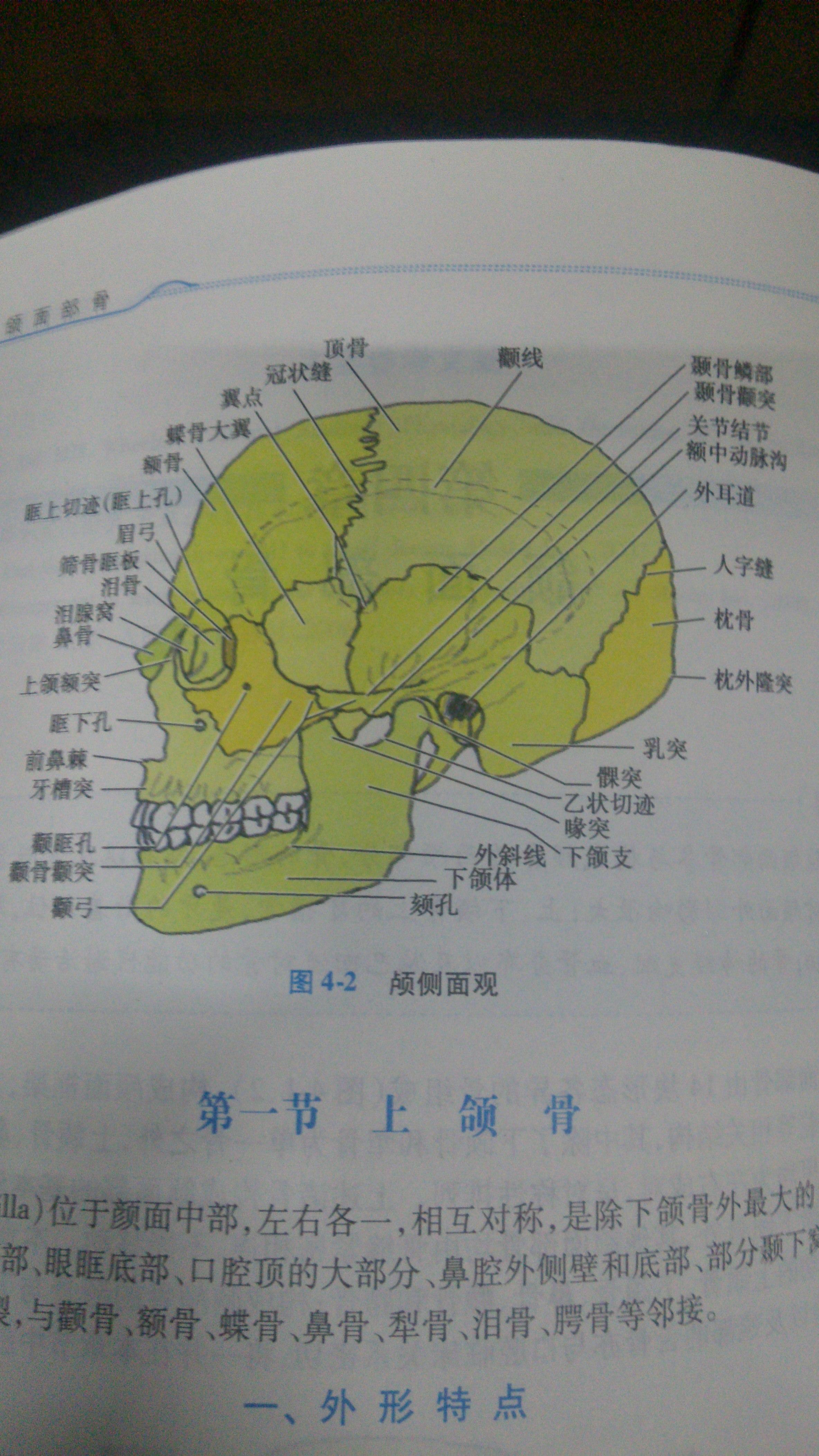 「腭、颚、颔、颌、颏」这几个字在医学上对应的部位分别是什么？ - 知乎