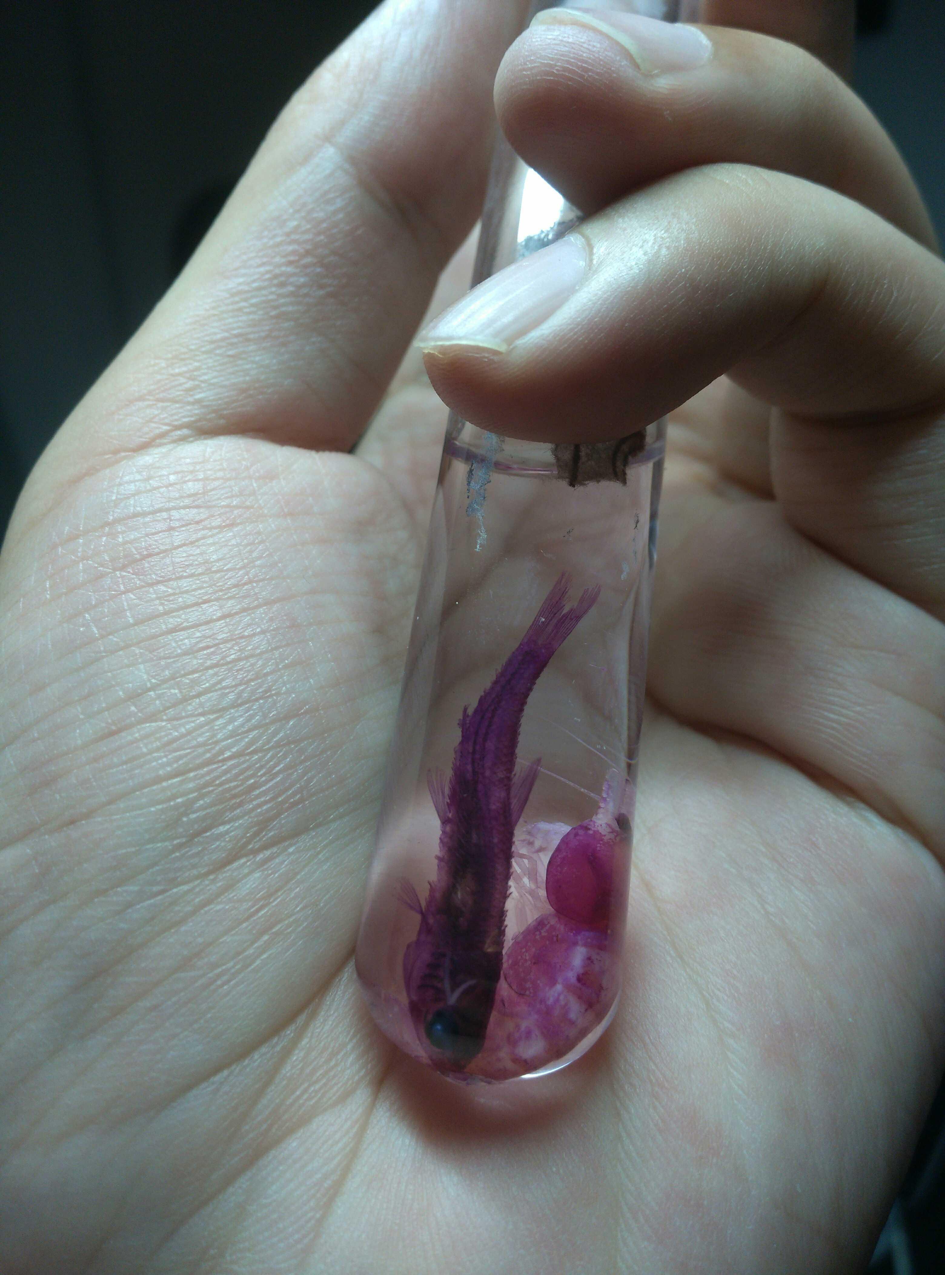 如何手工制作透明鱼骨标本? - 知乎